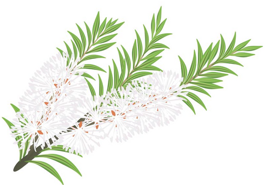Science of Natural Acne Remedies