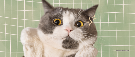 Hypochlorous Acid for Pets