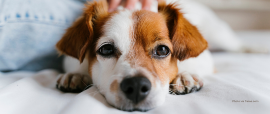 Seasonal Allergies and Pet Eye Problems: What You Can Do